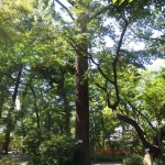 s_②P9140008_庭園入口のだいおうまつ