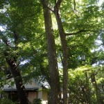 s_⑤P9140001_ハラノキ゚1