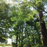 s_⑪P9140010_庭園入口左側